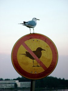 gull_Irony_at_its_best-s375x500-31706-580