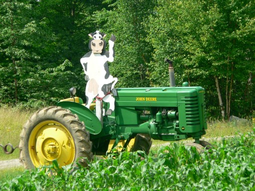 Cow on tractor Cow on Tractor
