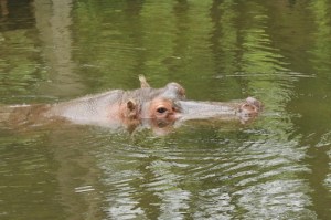 hippo hippo