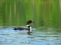 loon