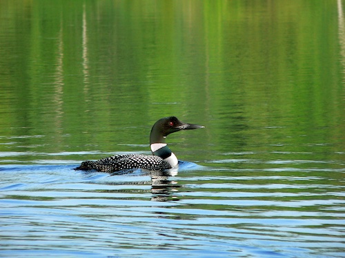 loon loon