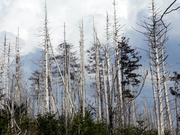 Pollution and infestations have taken their toll Pollution and infestations have taken their toll