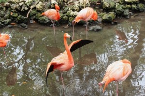 Flamingo Show Flamingo Show