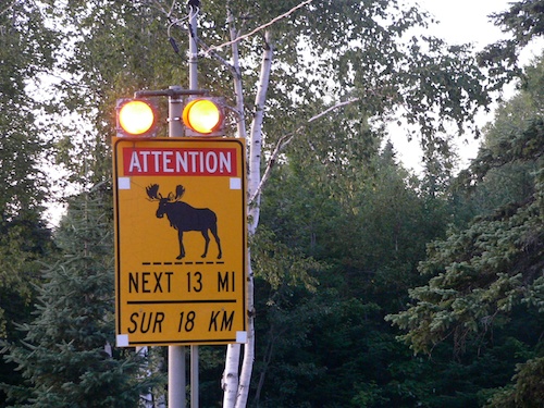 moosesign