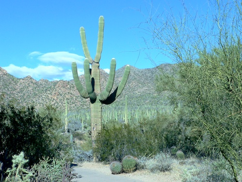 old cactus horizontal