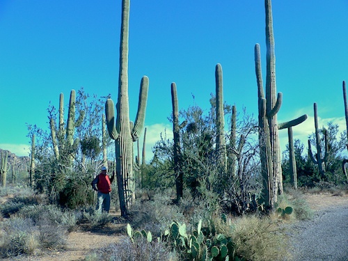 RichSaguaros