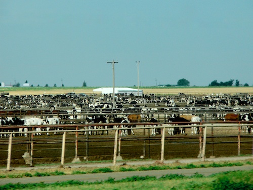 Cows (steer?) everywhere