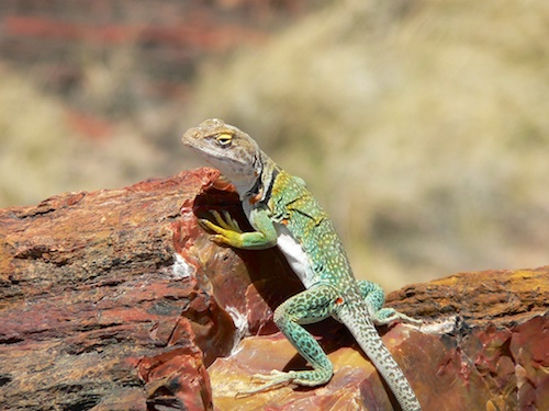 Others enjoyed the scenery with us