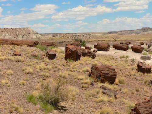 Can you picture a subtropical forest here?