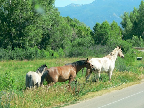 Wild horses outside Taos
