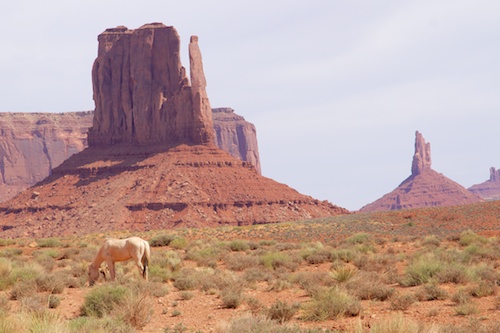 We found a horse, but no cowboys of indians