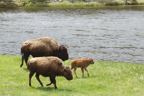 A family of Bison