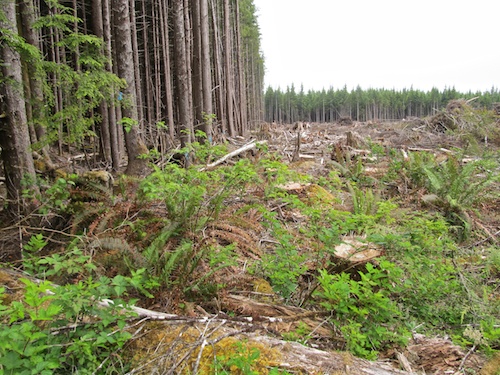 A harvested section of forest