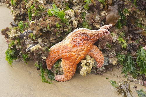 Exploring the tidal pools