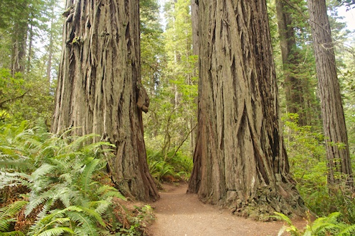 A path through the Lady Bird Grove