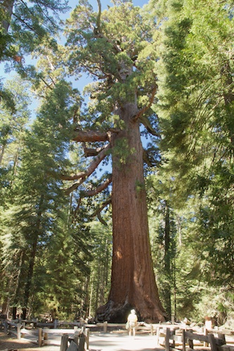 Big Grizzly, largest Sequoia in Mariposa Grove