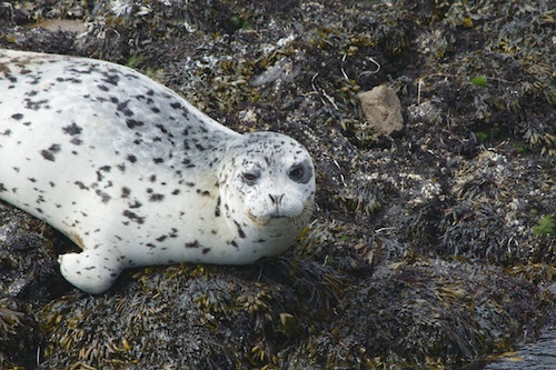 A Harbor seal near Heceta Lighthouse