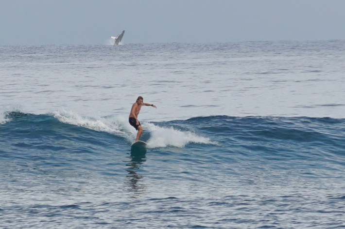 The surfer and the humpback